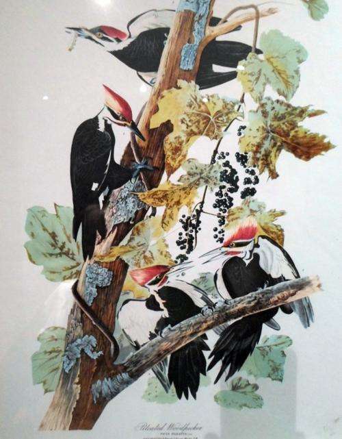Bird prints - Very high quality - Simply beautiful - Giveaway price!!
